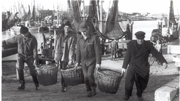 Im November 1959 tragen Fischer Körbe mit Krabben von Bord. Das Bild zeigt Anton Moriße, ein Spross der Familie Wefer, Hero Dierks und Toni Memenga.