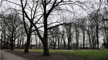 Ein Wald