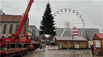 Im Regen wird der Weihnachtsbaum für den Bremerhavener Weihnachtsmarkt 2025 an der Innenstadt aufgestellt. 