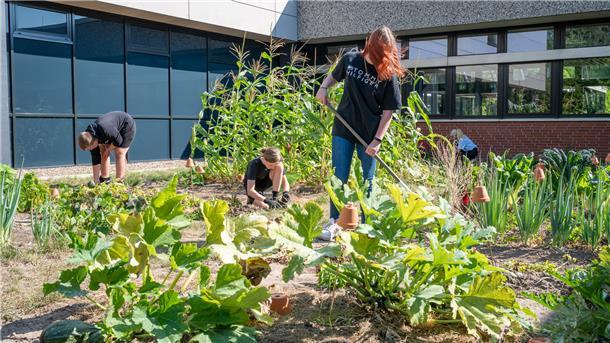 Im Schulgarten müssen die Beverstedter Oberschüler selber Hand anlegen. Bennet (von links), Tristan und Kimberley haben Spaß daran. Foto Scheschonka
