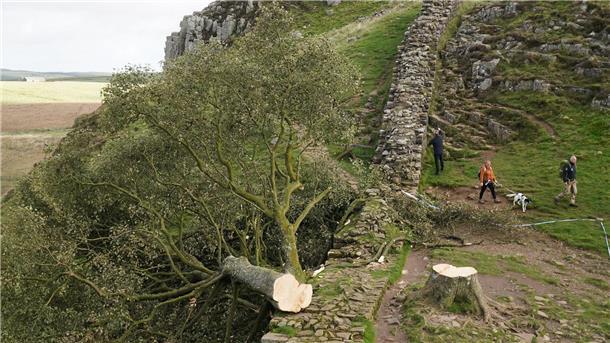 Alter von illegal gefälltem Robin-Hood-Baum bestimmt Im September 2023 wurde er nachts von zwei Männern gefällt. Der Vorfall sorgte für große Betroffenheit in Großbritannien und weit darüber hinaus. (Archivfoto)