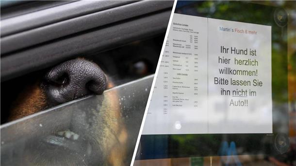 Zweigeteiltes Bild: Links ragt eine Hundeschnauze aus einem leicht geöffneten Autofenster, rechts ein Schild an einer Glastür.