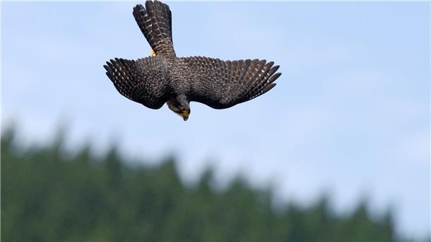 Falke gewinnt Abstimmung Im Sturzflug versucht der Falke, Beute zu machen.