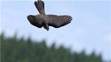 Falke gewinnt Abstimmung Im Sturzflug versucht der Falke, Beute zu machen.