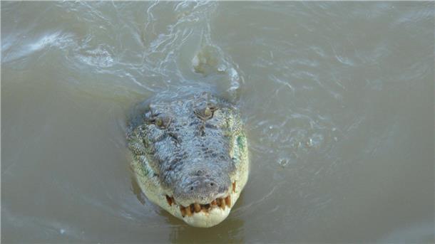 Im tropischen Norden von Australien wimmelt es von Salzwasserkrokodilen. (Archivbild)