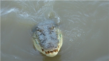Teenager überlebt Krokodil-Angriff in Australien Im tropischen Norden von Australien wimmelt es von Salzwasserkrokodilen. (Archivbild)