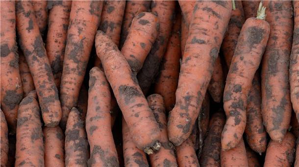 Im vergangenen Jahr wurden in Deutschland 3,9 Millionen Tonnen Gemüse geerntet.