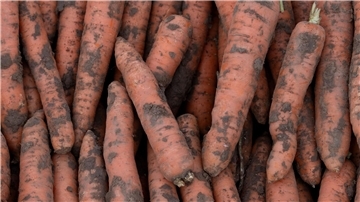 Im vergangenen Jahr wurden in Deutschland 3,9 Millionen Tonnen Gemüse geerntet.