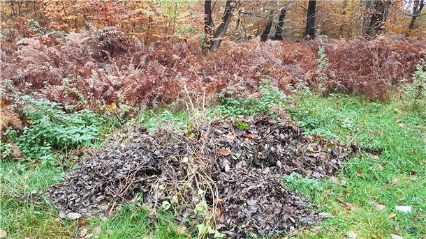 Im Wald kommt es häufig vor, dass Gartenbesitzer ihre Grünabfälle einfach entsorgen.