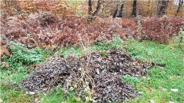 Im Wald kommt es häufig vor, dass Gartenbesitzer ihre Grünabfälle einfach entsorgen.