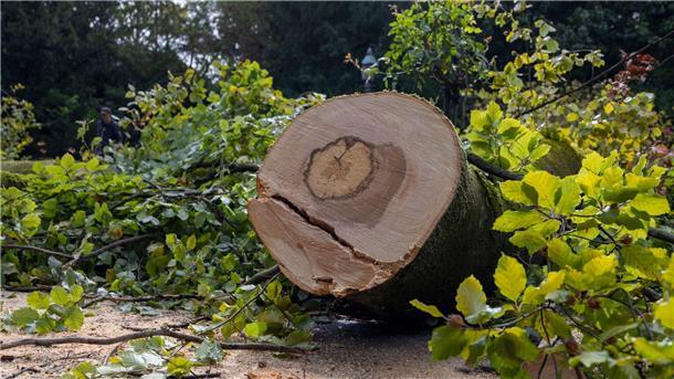 Gefährliche Stadtbäume? Klimawandel fordert Baumkontrolleure Im Würzburger Ringpark stürzte ein Baum auf eine Radfahrerin - später wird er zerkleinert.