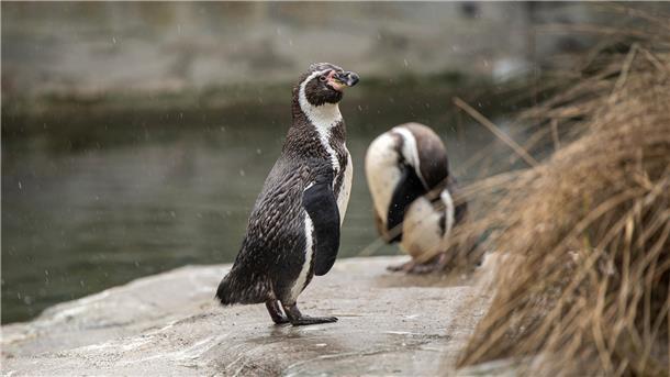 Pinguine stehen auf einem Felsen.
