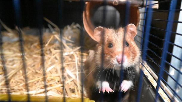 Im Zoo Heidelberg werden Feldhamster gezielt zum Erhalt der Art gezüchtet und anschließend ausgewildert.