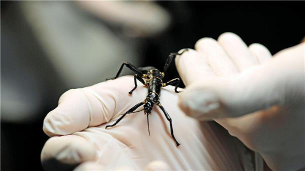 Extrem seltenes Insekt: Prager Zoo zeigt Baumhummer Im Zoo in Prag ist ein neuer Pavillon für eine der seltensten Insektenarten, den australischen Baumhummer, eröffnet worden.