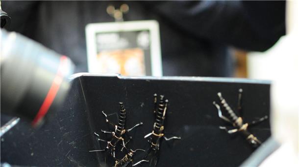 Extrem seltenes Insekt: Prager Zoo zeigt Baumhummer Im Zoo in Prag ist ein neuer Pavillon für eine der seltensten Insektenarten, den australischen Baumhummer, eröffnet worden.