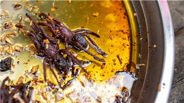 Im Zuge des Klimawandels ist das Essen von Insekten und Spinnen Experten zufolge eine gute Alternative zu den hohen CO2-Emissionen der Fleischproduktion.