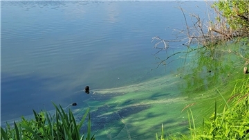 Immer wieder gibt es in den Sommermonaten große Probleme mit Blaualgen im Vörder See. Unser Foto stammt aus dem Sommer 2023.