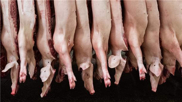 Immer wieder gibt es Kritik an den Haltungsbedingungen für Mastschweine. Nun wird nach einer Anzeige gegen drei Betriebe wegen Tierquälerei ermittelt.