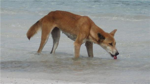 Deutscher auf australischer Trauminsel von Dingo attackiert Immer wieder kommt es auf K’gari zu Zwischenfällen mit Dingos.