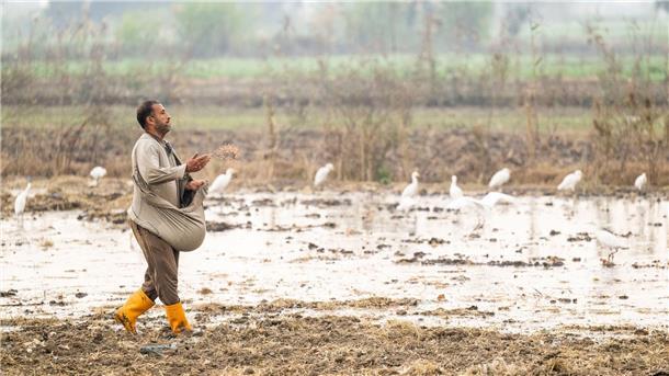In Ägypten trifft die Wasserknappheit vor allem die Landwirtschaft.