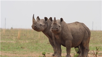 In Afrika hat sich die Nashorn-Population wieder erholt.