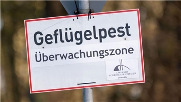 In Baden-Württemberg sind erste Fälle der Vogelgrippe nachgewiesen worden. (Symbolbild)