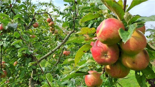 Äpfel hängen an Bäumen