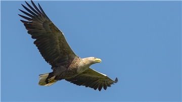 In Butjadingen hält sich der ausgewilderte Seeadler am liebsten auf.