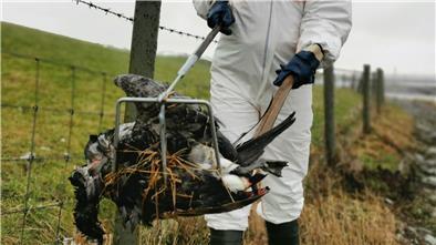In Butjadingen verenden gerade viele Wildgänse mit Vogelgrippe.