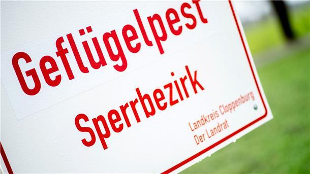 Geflügelpest breitet sich aus - Neuer Fall bei Cloppenburg In dem betroffenen Betrieb wird nun der Bestand von 7.400 Puten tierschutzgerecht getötet. (Symbolbild)