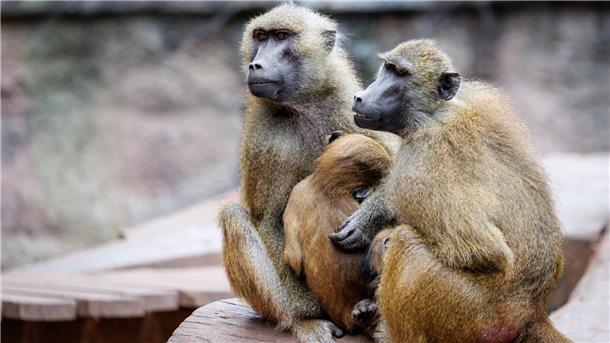 In dem Gehege leben laut dem Tiergarten mehr als 40 Paviane. Ausgelegt ist die Anlage für 25 Affen plus Jungtiere. (Archivbild)
