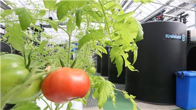 In den Bassins wachsen Fische heran, daneben reift Gemüse, das mit dem Wasser aus der Fischzucht gedüngt wird: Auch an solche Aquaponik-Systeme denken die Initiatoren des Bündnisses "WissenSCHAFfTLebensraum".