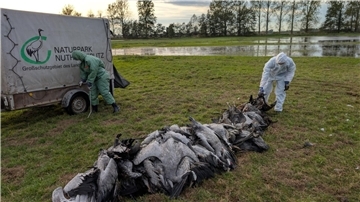 In den deutschen Rastgebieten der Kraniche sterben derzeit viele Tiere an der Vogelgrippe. 