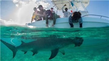 Hammerhaie werden auf den Bahamas zu Stubenhockern In den Gewässern der Bahamas gibt es für die Tiere reichlich Beute.