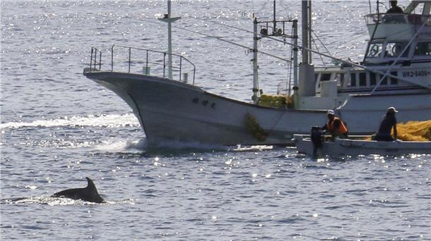 Proteste: Jagdsaison auf Delfine beginnt in Japan In den Gewässern vor Taiji findet am 01.09.2020 die erste Treibjagd der Saison auf Delfine und andere Kleinwale statt.