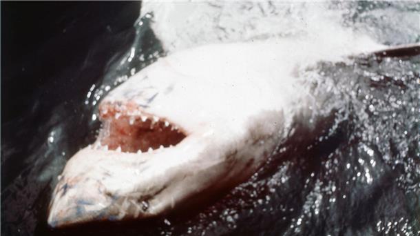 In den vergangenen Jahren ist das durch „Der weiße Hai“ transportierte Bild von den Raubfischen als grausamen Fressmaschinen korrigiert worden. (Archivbild)