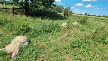 Tote Schafe auf einer Wiese. In der Barger Heide bei Stade wurden fast alle Schafe einer kleinen Herde getötet.