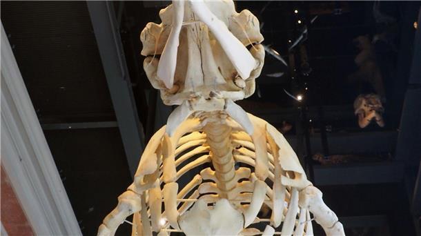 Puzzle aus Knochen In der Eingangshalle des Museums hat das Wal-Skelett nun einen Ehrenplatz.