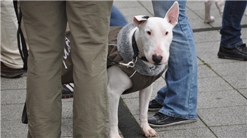 Bullterrier an der Leine zwischen den Beinen mehrerer Menschen