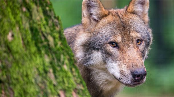 In der Nähe von Beverstedt wurde ein Wolf erschossen.