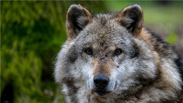 Wolf zerstückelt und in Kanal geworfen In der Nähe von Hannover ist ein Wolf getötet und zerstückelt worden. (Symbolbild)
