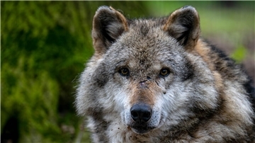 In der Nähe von Hannover ist ein Wolf getötet und zerstückelt worden. (Symbolbild)