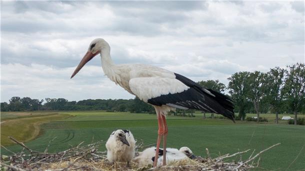 Störche mit Drohne aus Nest vertrieben? - Polizei ermittelt In der Nähe von Lüneburg werden Störche durch eine Drohne gestört. (Symbolbild)