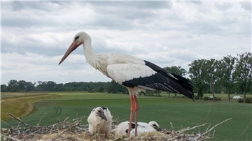 In der Nähe von Lüneburg werden Störche durch eine Drohne gestört. (Symbolbild)