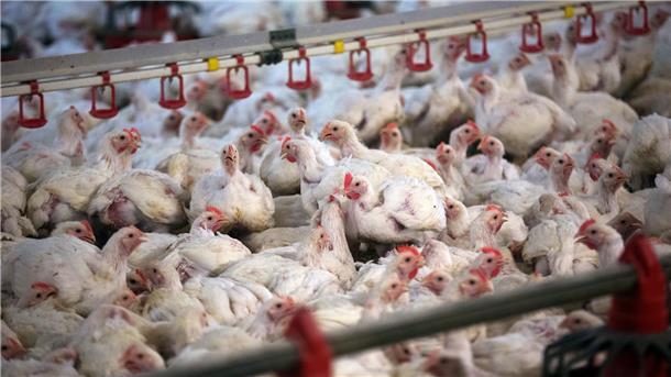 In der Samtgemeinde Selsingen soll die Geflügelpest in zwei Betrieben mit Masthähnchen nachgewiesen worden sein. (Symbolfoto)