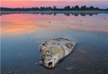 In der südlichen Wesermarsch ist es zu einem massiven Fischsterben gekommen.