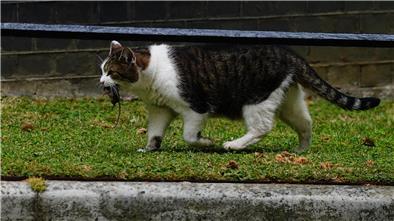Eine Katze hat eine Maus im Maul.