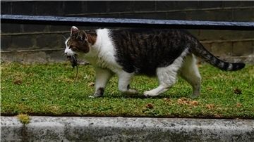 Eine Katze hat eine Maus im Maul.