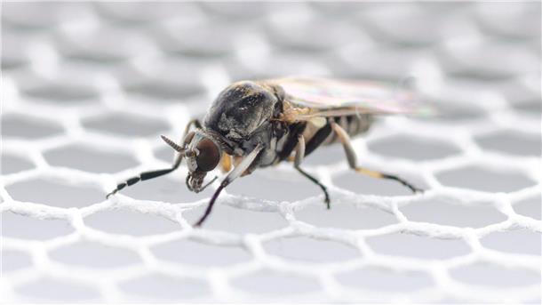 Forscher erwarten Zunahme von Kriebelmücken in Deutschland In Deutschland wurden bisher 57 Kriebelmücken-Arten entdeckt.