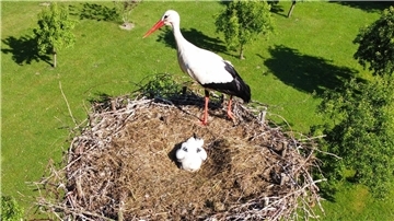 In diesem Frühjahr waren zunächst 69 Nester im Altkreis besetzt, in denen die Brutpaare mit der Aufzucht begannen.